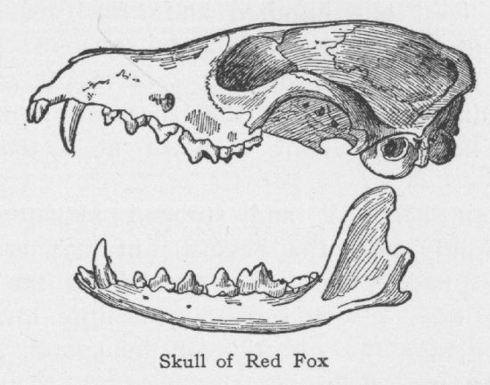 Red Fox