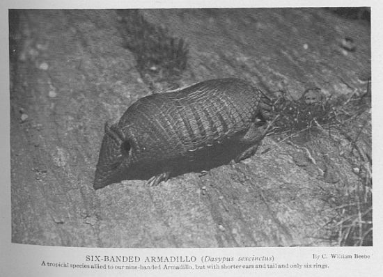 Nine-banded Armadillo