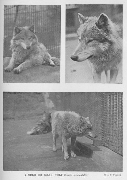 Gray Wolf