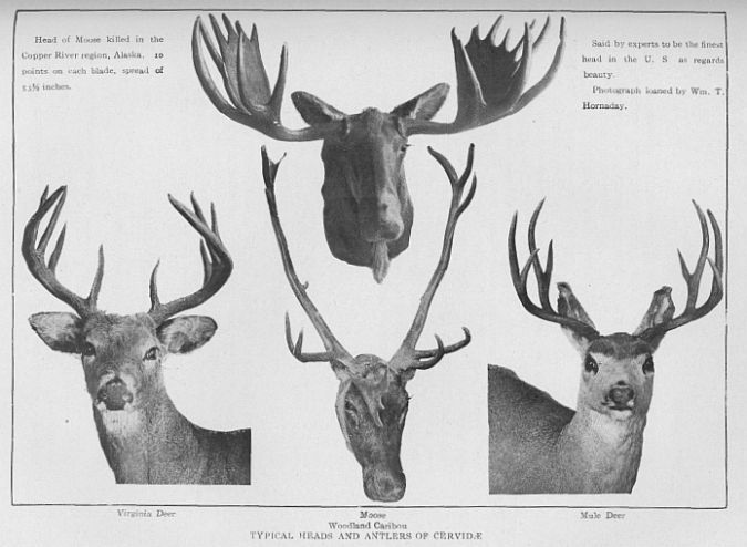 Moose