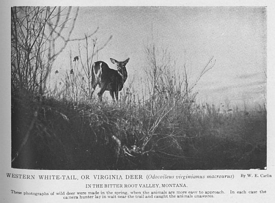 Virginia Deer