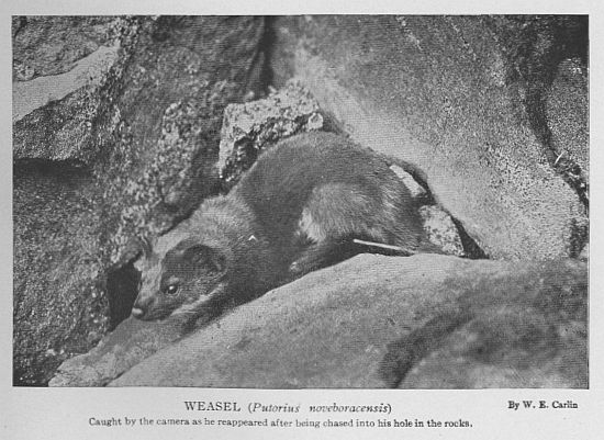 New York Weasel