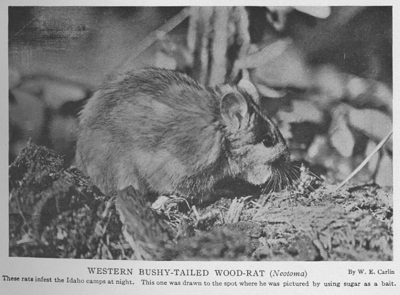 Round-tailed Muskrat