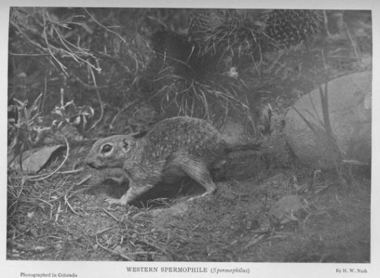 Striped Spermophile