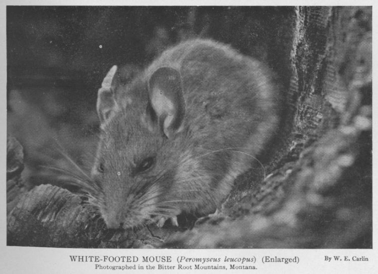 White-footed Mouse