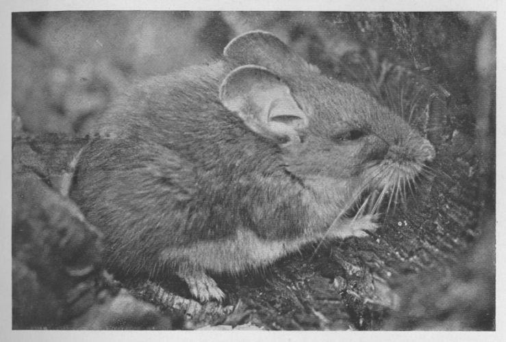 White-footed Mouse
