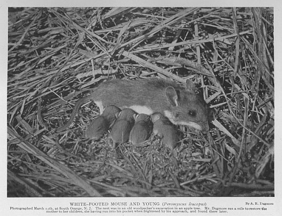 White-footed Mouse — young
