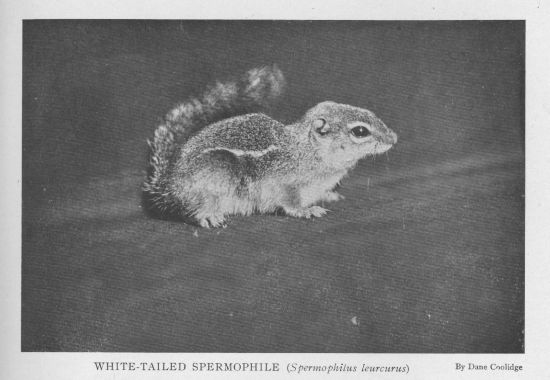 Striped Spermophile