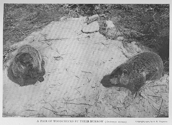 Woodchuck