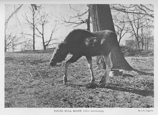 Moose — young