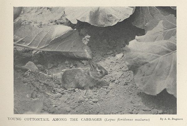 Cottontail — young