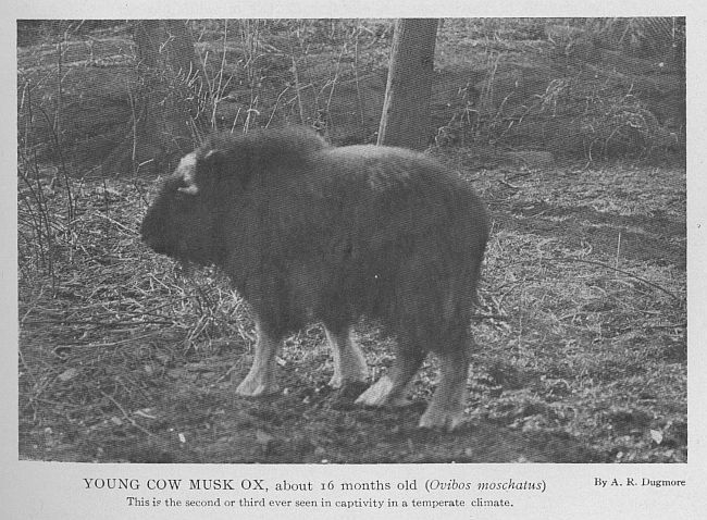 Musk Ox — young
