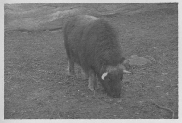 Musk Ox — young