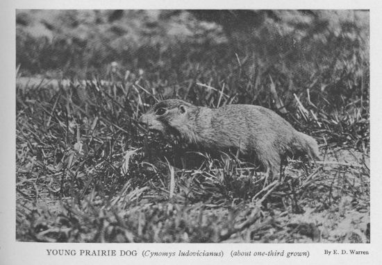 Prairie Gopher — young