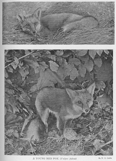 Red Fox — young