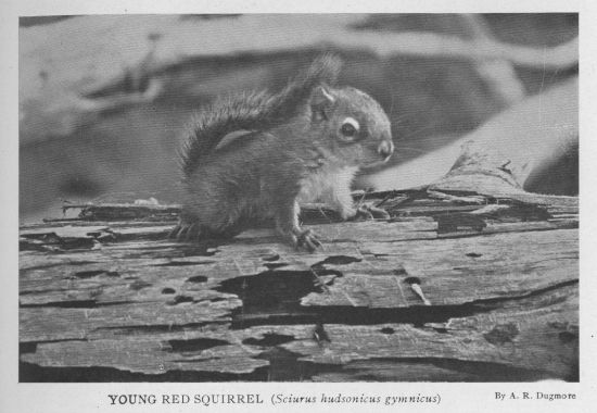 Red Squirrel — young