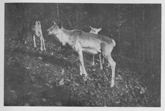 Woodland Caribou — young