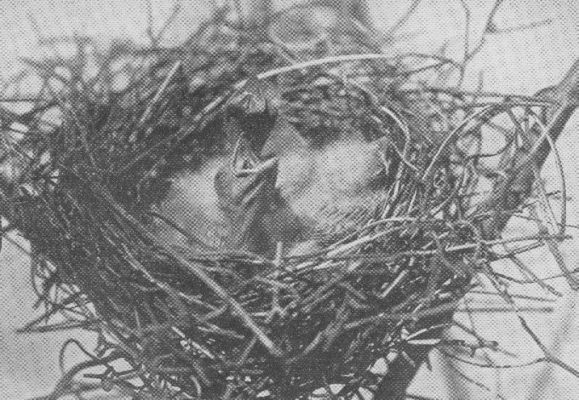 Rose-breasted Grosbeak — at the nest