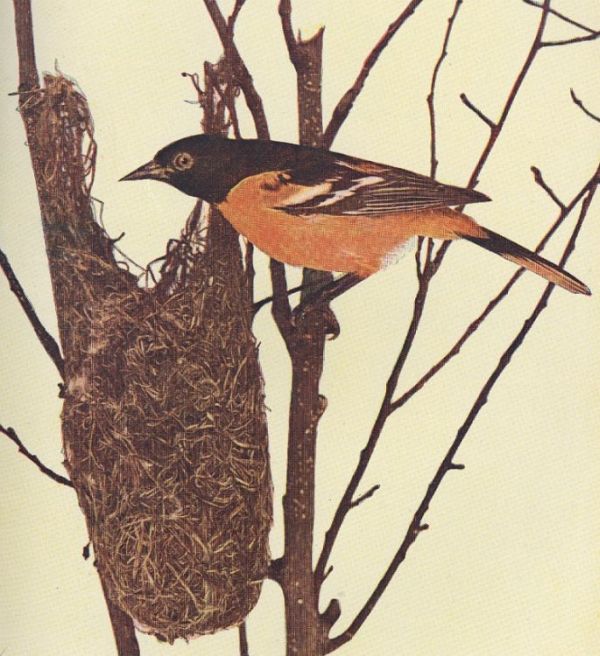Baltimore Oriole — at the nest