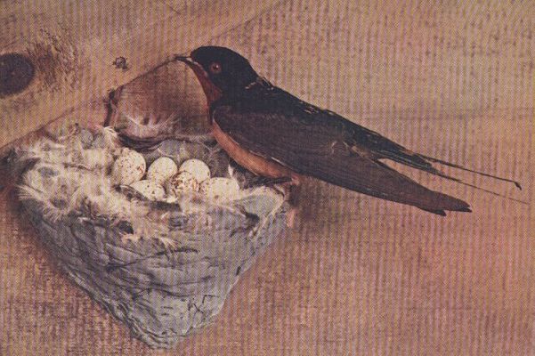 Barn Swallow