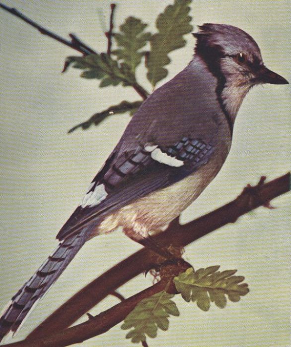 Blue Jay