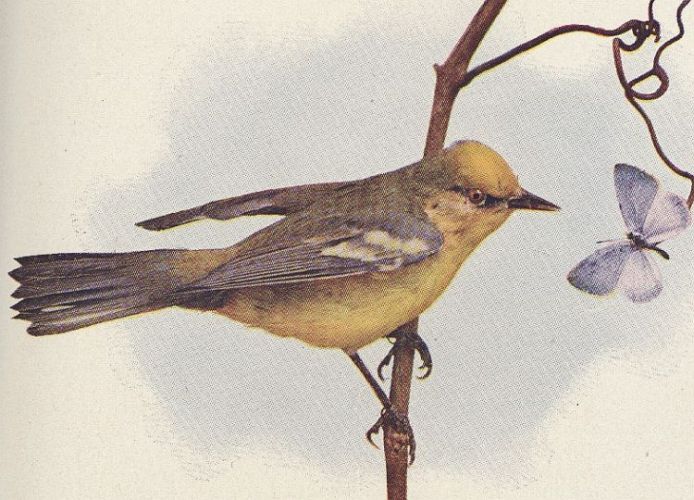Blue-winged Warbler