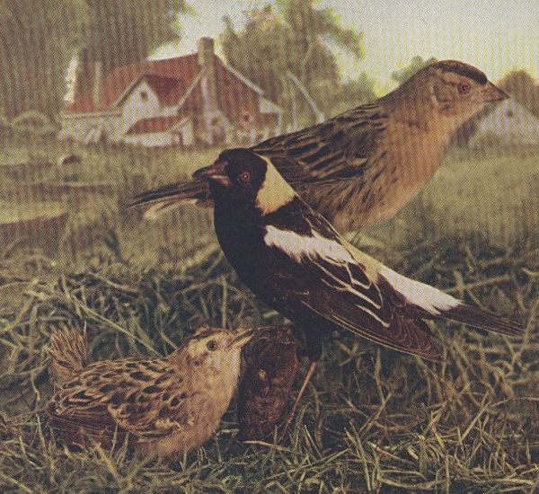 Bobolink