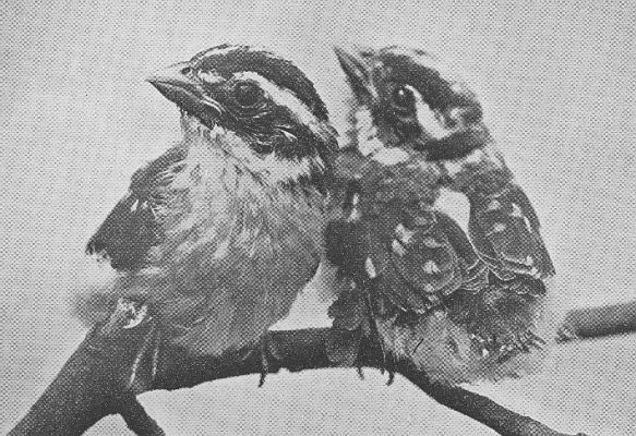 Rose-breasted Grosbeak — young