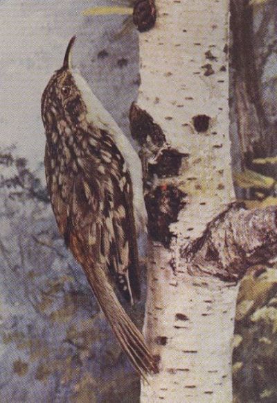 Brown Creeper