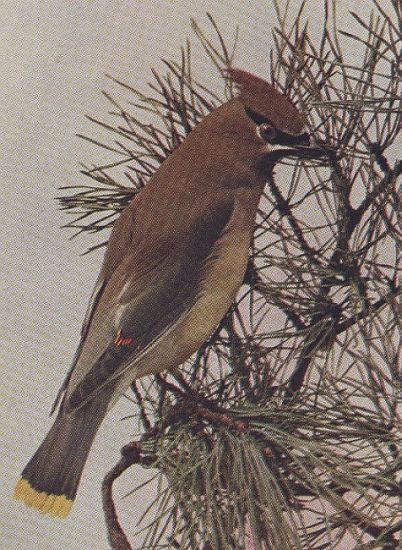 Cedar Bird