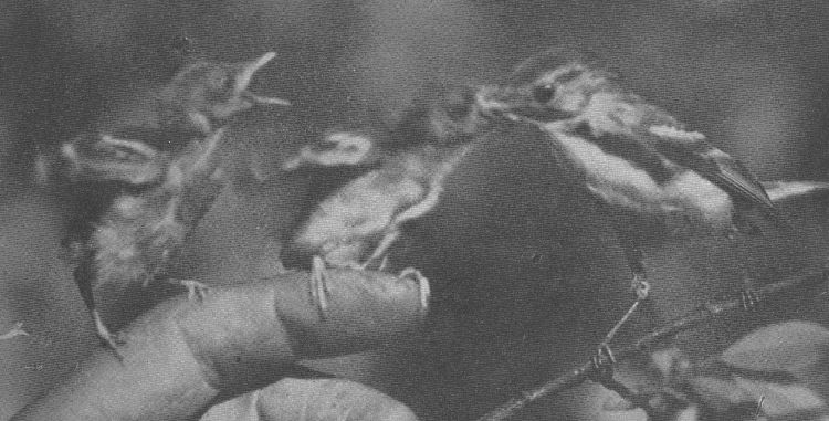 Chestnut-sided Warbler — feeding