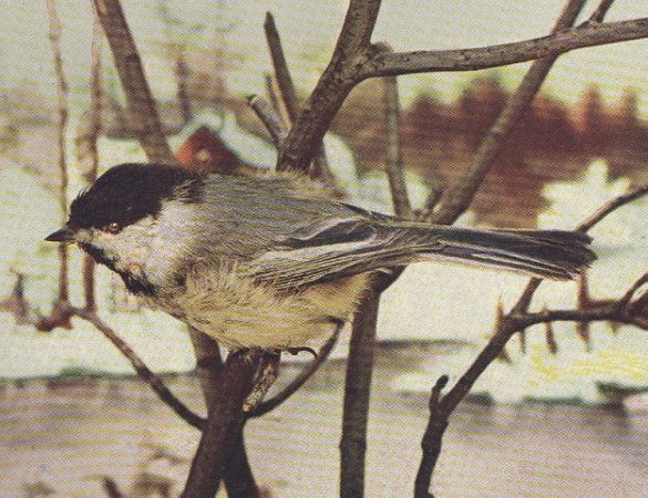 Chickadee
