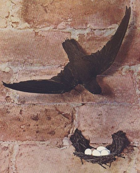 Chimney Swift