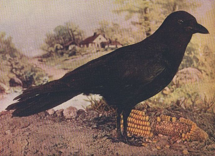 Common Crow