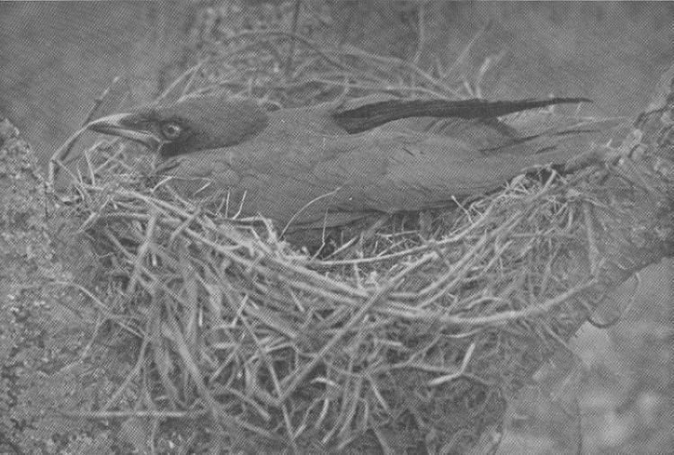 Common Crow — at the nest