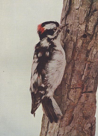 Downy Woodpecker