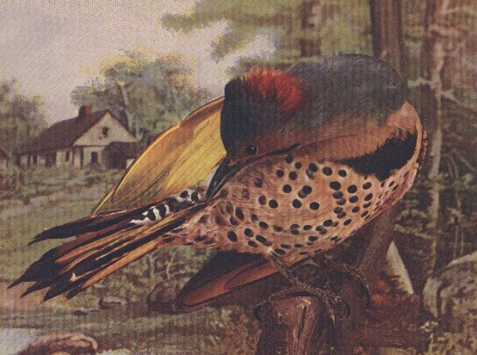 Flicker