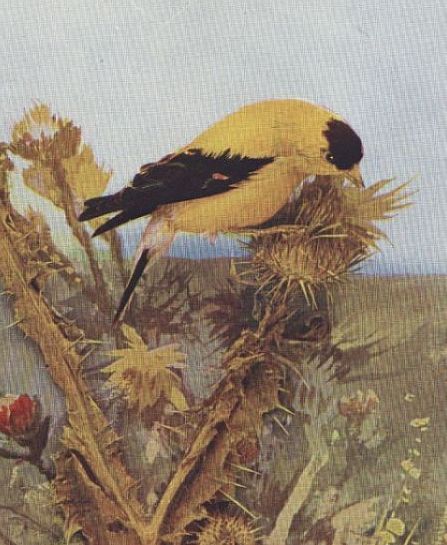 American Goldfinch