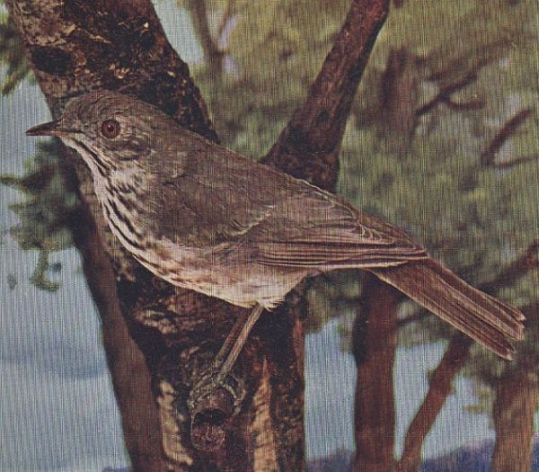Hermit Thrush