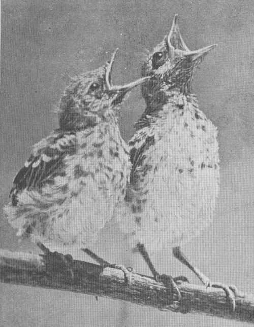 Mocking-bird — young
