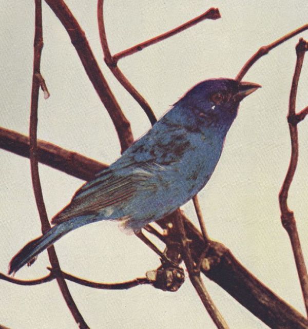 Indigo Bunting