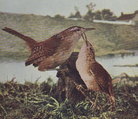 Long-billed Marsh Wren