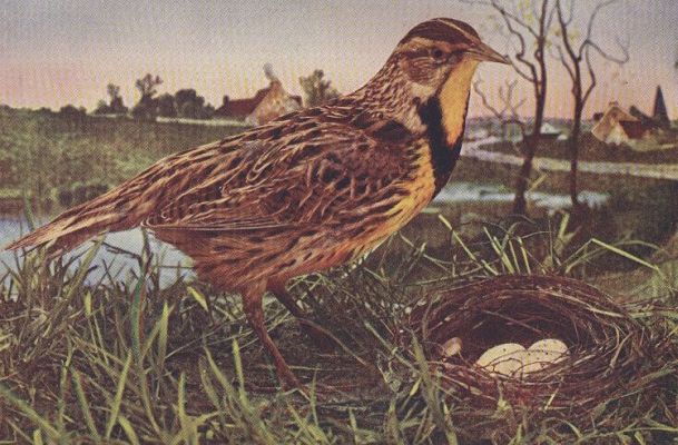 Meadowlark — at the nest