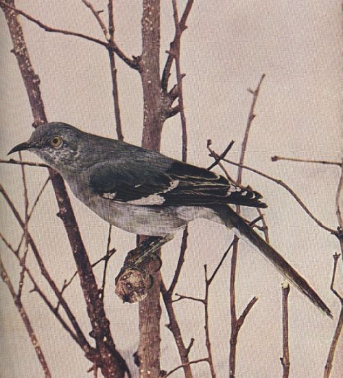 Mocking-bird