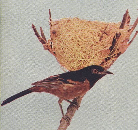 Orchard Oriole