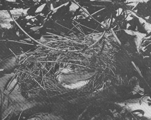 Ovenbird — at the nest