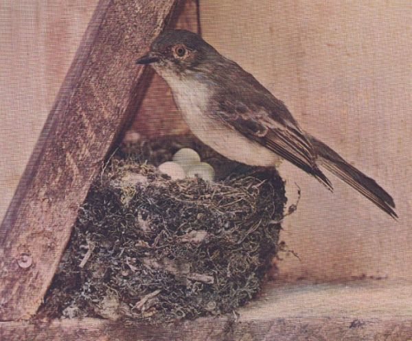Phoebe — at the nest