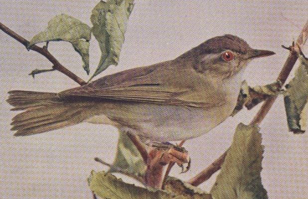 Red-eyed Vireo