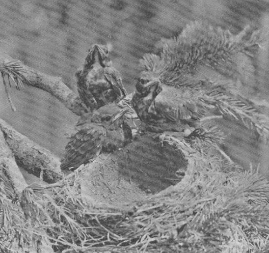 American Robin