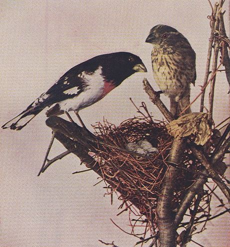 Rose-breasted Grosbeak — at the nest